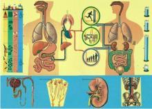 Anyagcsere folyamata Anyagcsere folyamata