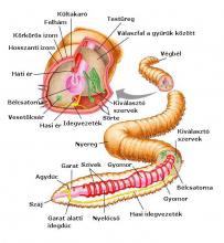A földigiliszta részei A földigiliszta részei